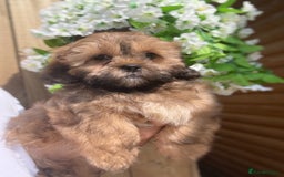 Shihpoo dogs for sale: 🩷 Beautiful Shihpoo Girls available 💙 - Image 1