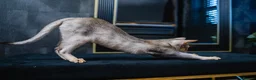 Abyssinian cats for sale: Silver Abyssinian Boy-READY NOW-Champion Line - Advert 10