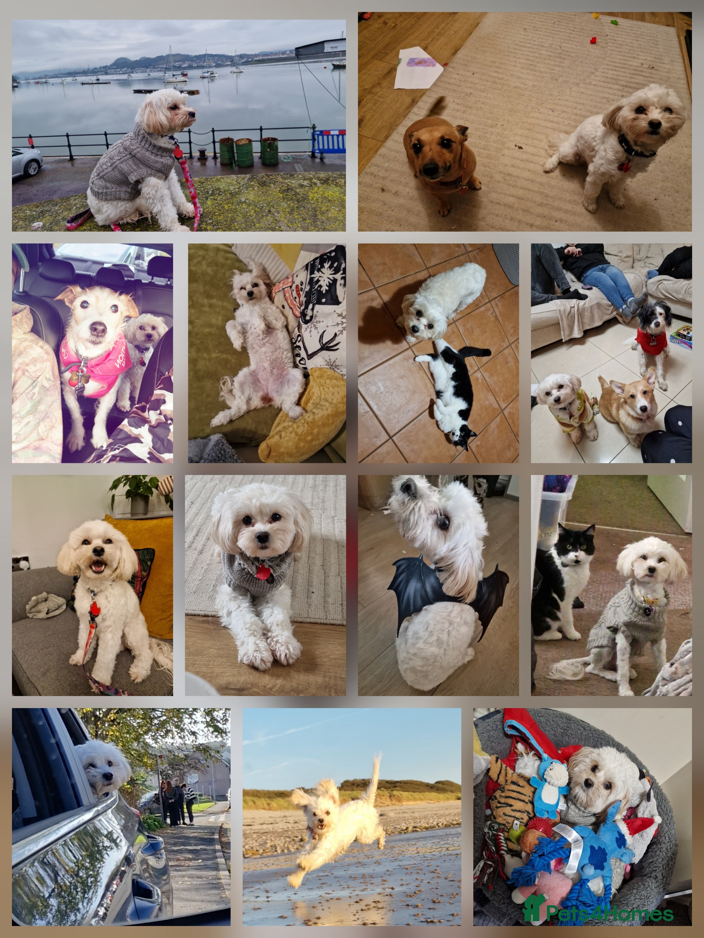 Mixed Breed dogs Dottie - Advert 3