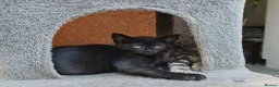 Mixed Breed cats for sale: Bengal Marble & Turkish Agora - Advert 10