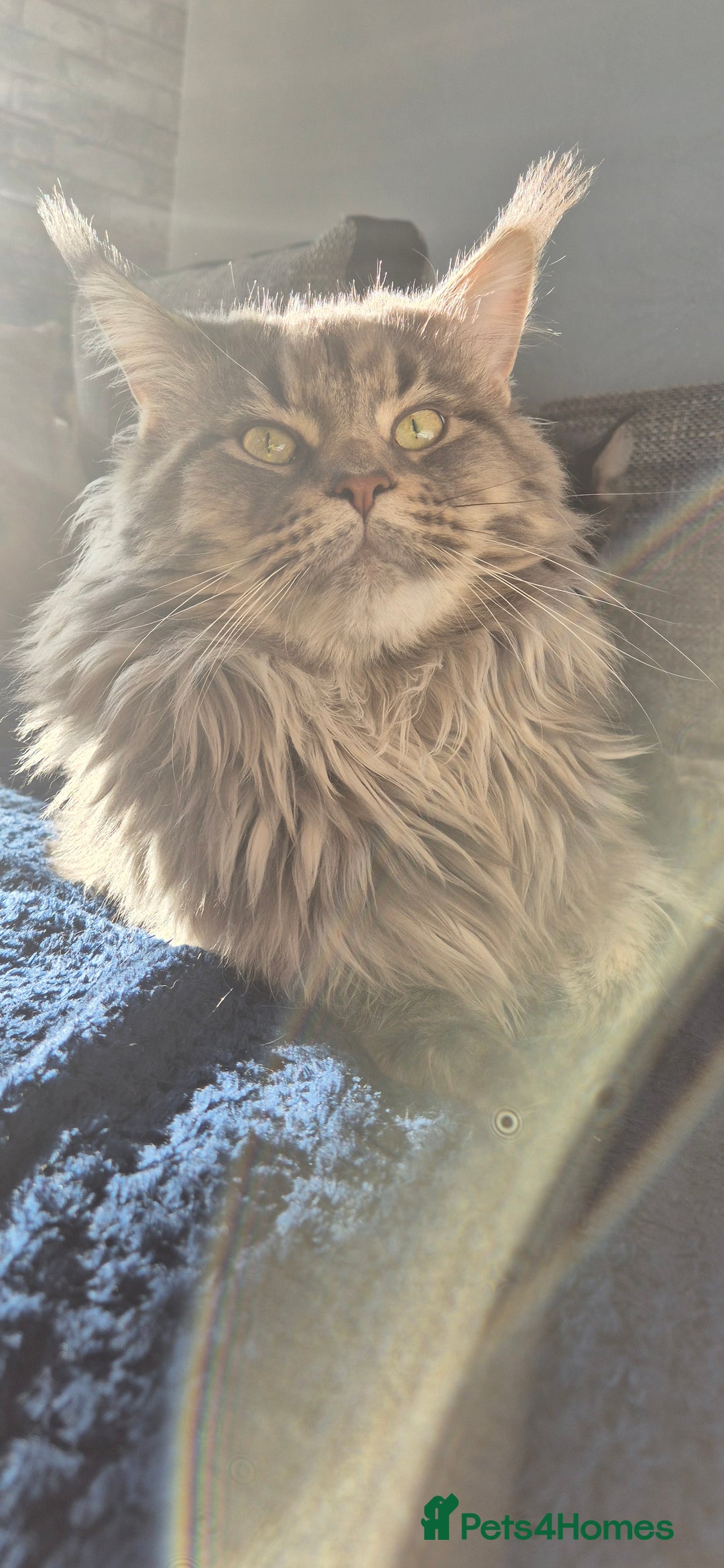 Maine Coon cats for sale: Maine Coon kittens Glasgow  - Image 26