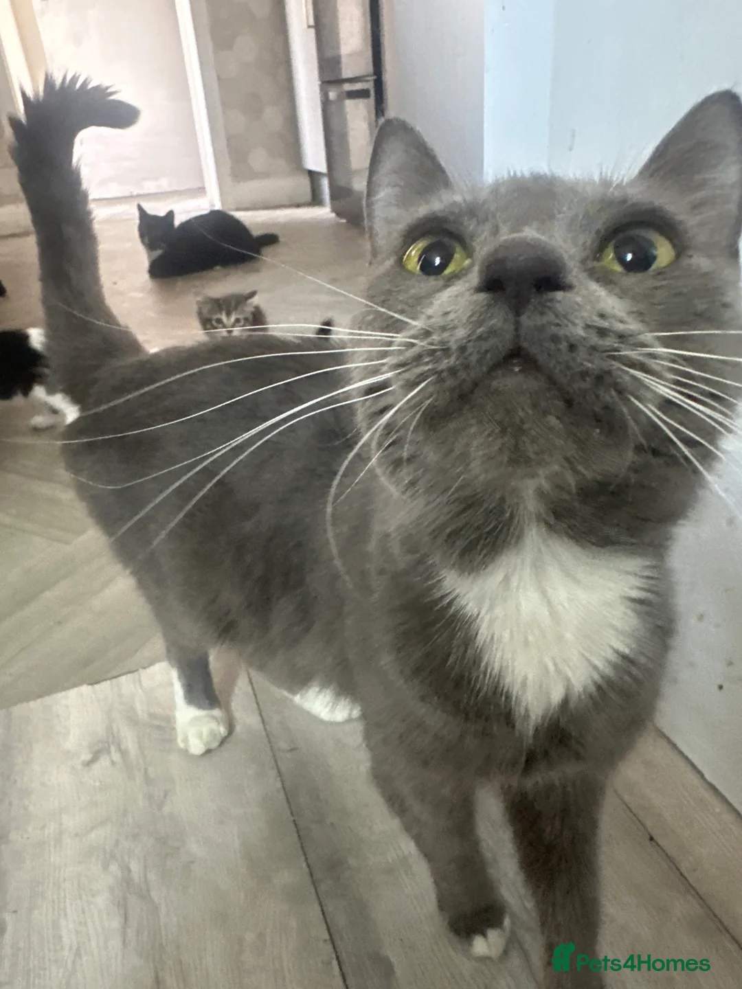 Mixed Breed cats for sale: All kittens and mother for free  - Advert 2