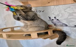Scottish Fold cats for sale: 2 boys left! TICA registered Scottish Fold - Image 37