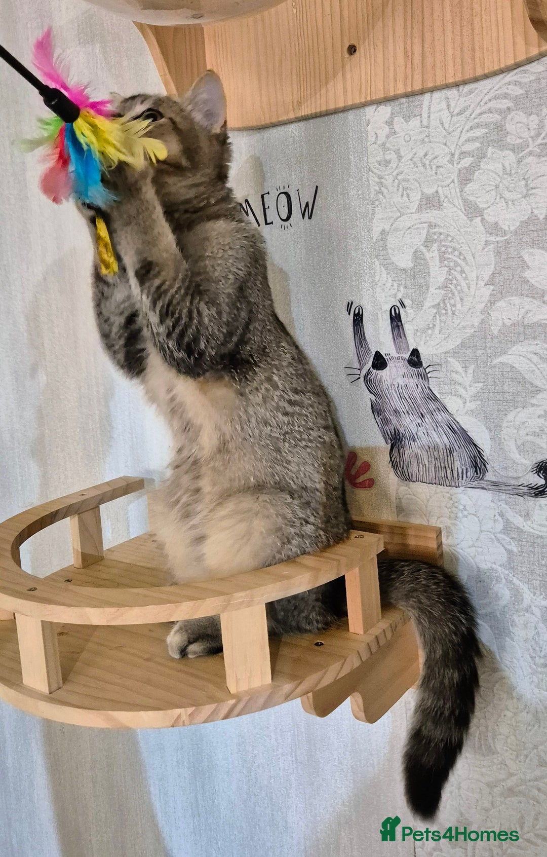 Scottish Fold cats for sale: 2 boys left! TICA registered Scottish Fold - Image 37