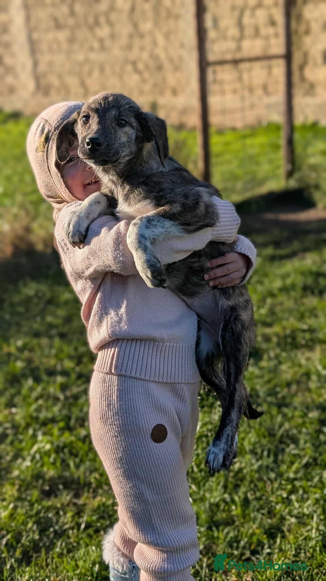 Mixed Breed dogs for adoption: Tilly for adoption - Advert 5