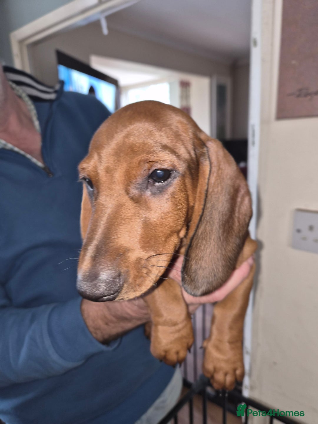 Dachshund dogs for sale: ❤️Super quality. Fully vaccinated and ready now❤️  - Image 10