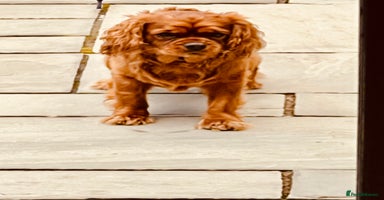 Cavalier King Charles Spaniel dogs - Advert 12