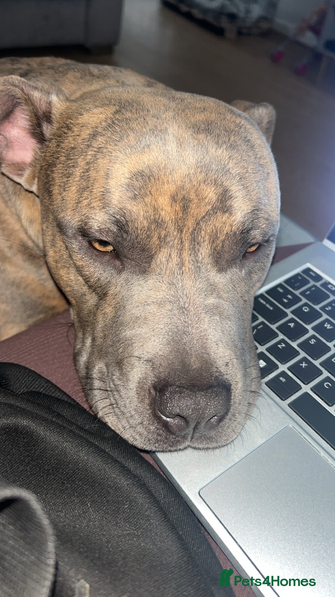 Staffordshire Bull Terrier dogs for sale: 1 year old staffy for rehoming.  - Advert 2