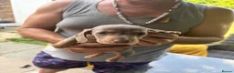 Dachshund dogs for sale: Isabella dachshunds  - Advert 13