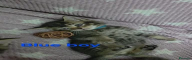 3 Blue boy 
