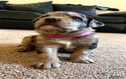 American Bully dogs for sale: RARE FLUFFY POCKET BULLIES - Image 1