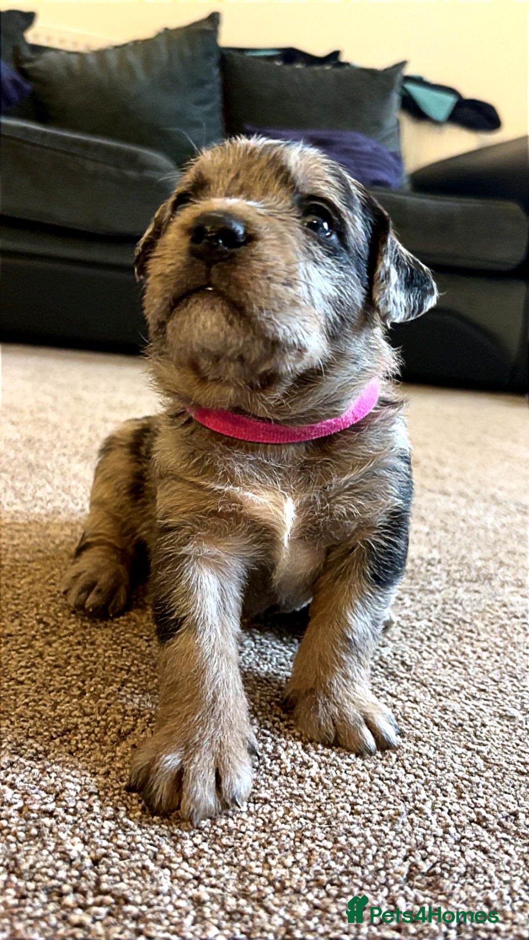 American Bully dogs for sale: RARE FLUFFY POCKET BULLIES - Image 1