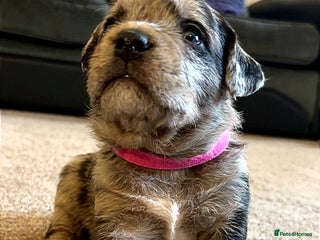 American Bully dogs - Advert 2