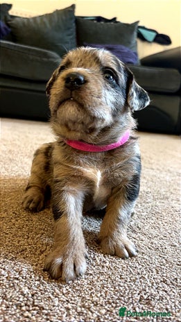 American Bully dogs - Advert 1