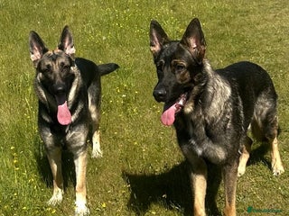 German Shepherd dogs Lovely GSD puppies - Advert 3