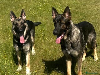 German Shepherd dogs Lovely GSD puppies - Advert 8