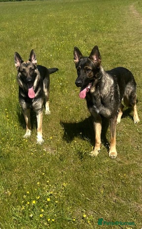 German Shepherd dogs Lovely GSD puppies - Advert 2