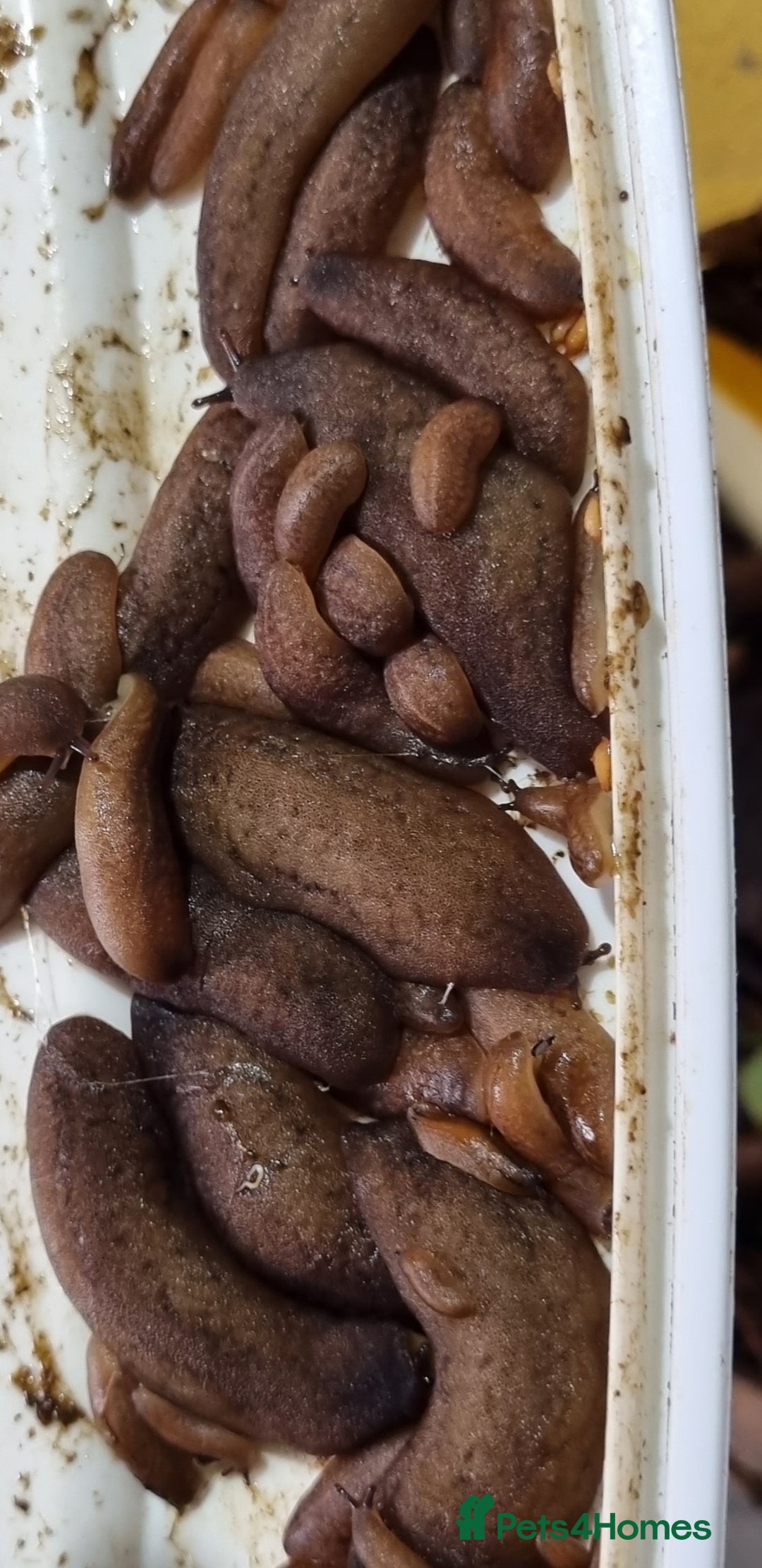 Millipedes invertebrates for sale: Invertebrates Available. - Advert 7