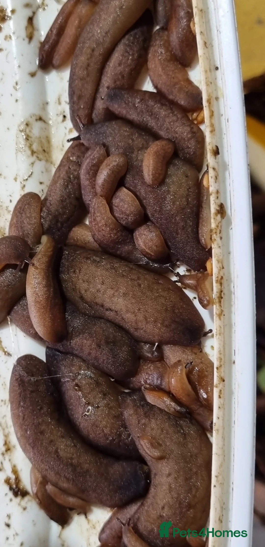 Millipedes invertebrates for sale: Invertebrates Available. - Advert 7