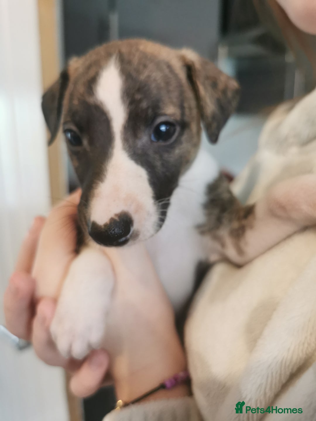 Whippet dogs for sale: Petite whippet puppies  - Image 1