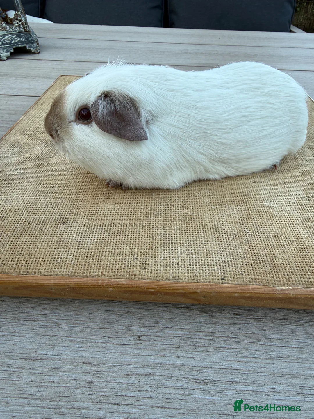 Guinea Pig rodents for sale: Pure bred Californian & Swiss guinea pigs - Advert 2
