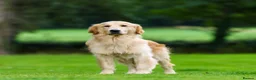 Golden Retriever dogs for sale: Dazzling Dudu - Advert 4
