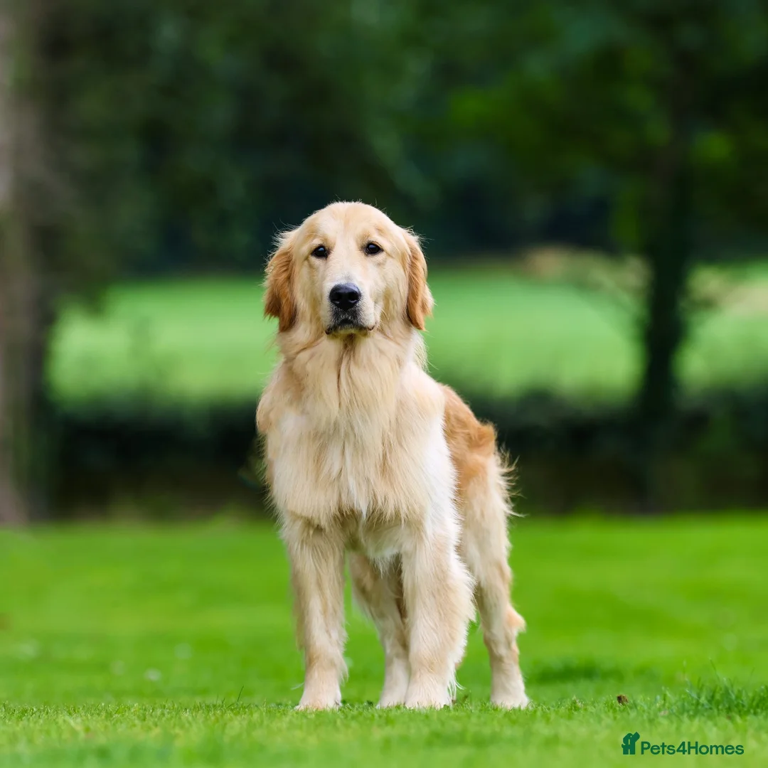Golden Retriever dogs for sale: Dazzling Dudu - Advert 4