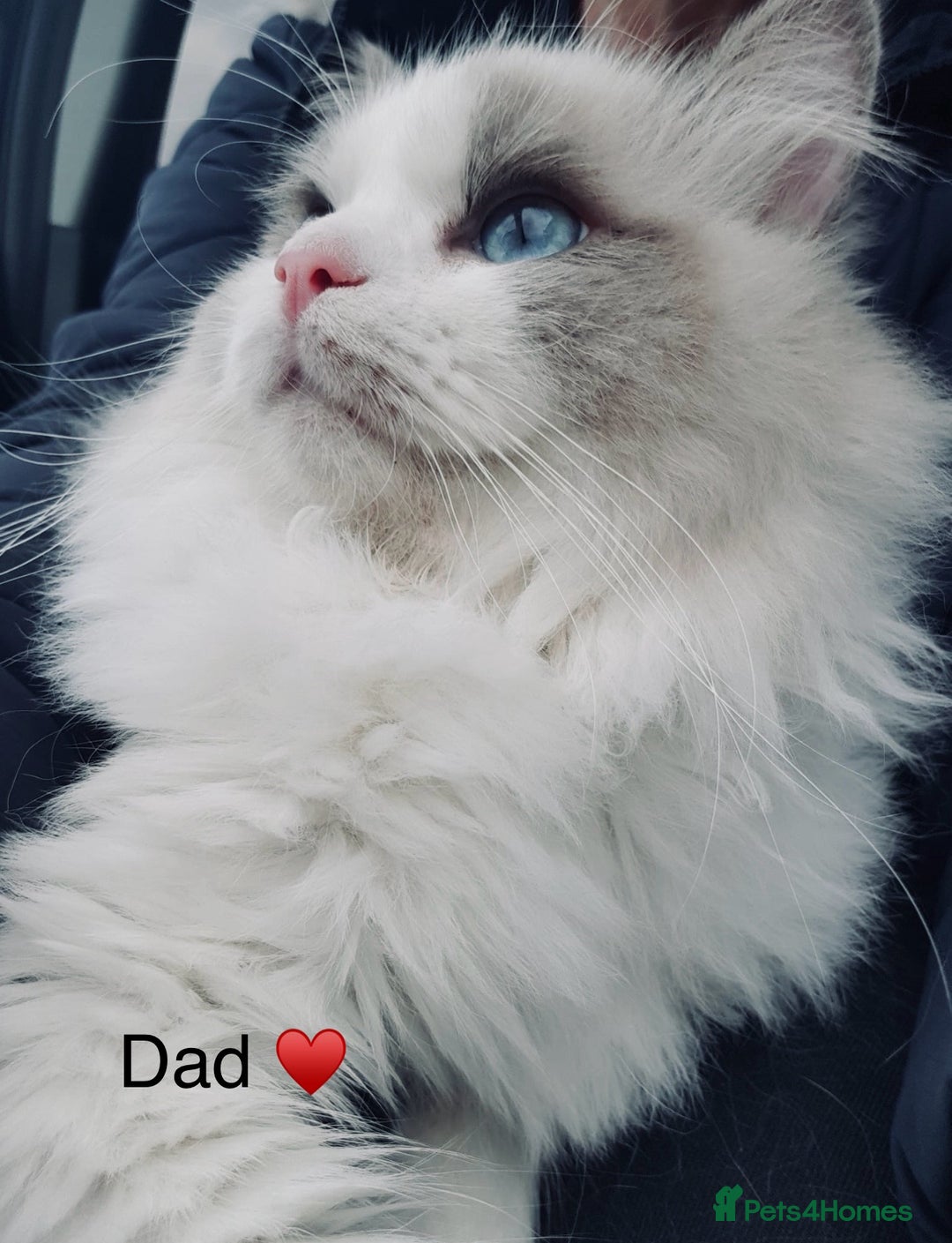 Ragdoll cats for sale: Stunning quality Ragdoll kittens - must see!!! - Image 12