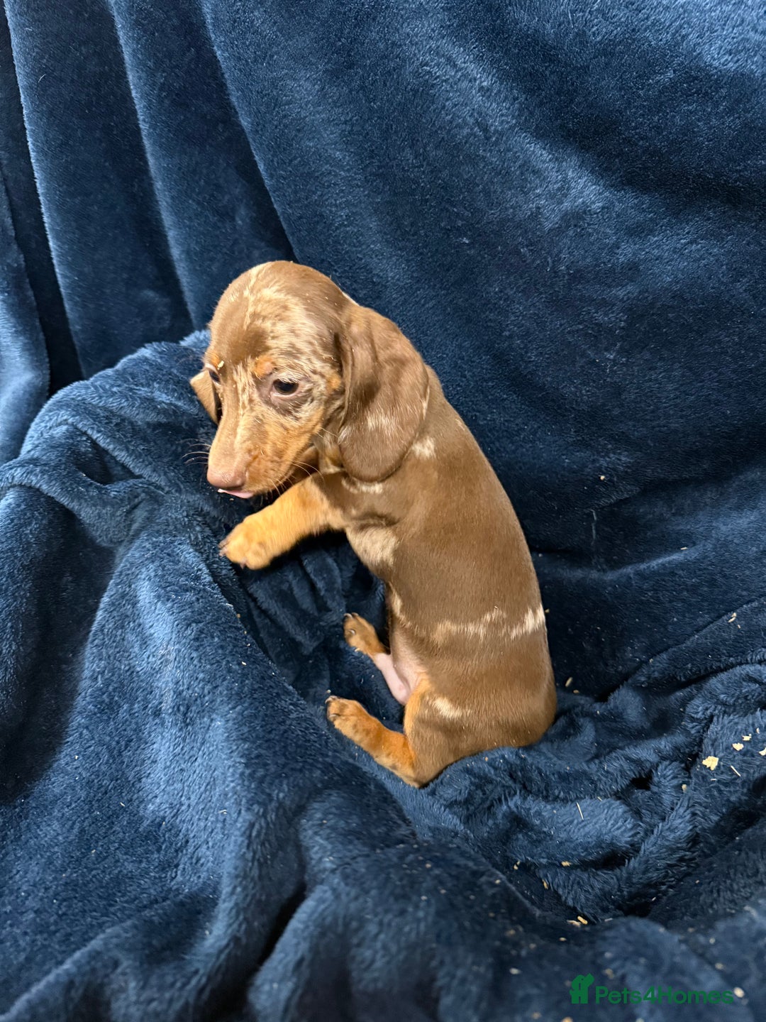 Dachshund dogs for sale: Dachshund Puppies - Image 10