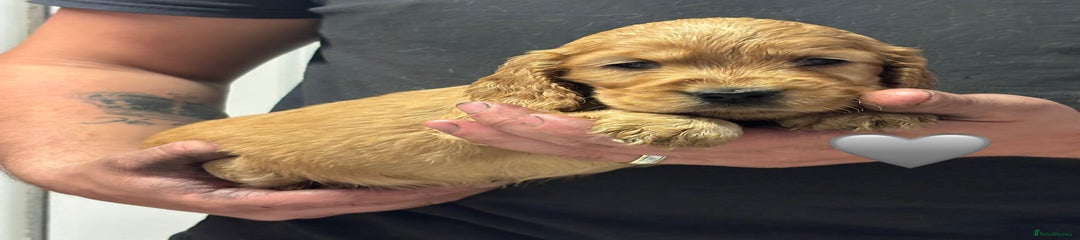 Grey Collar Female