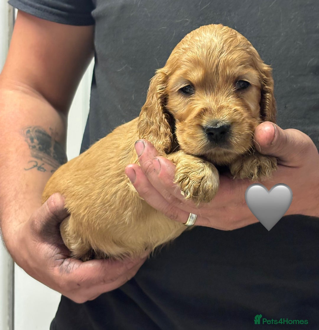 Cocker Spaniel dogs for sale: Outstanding KC Show Cocker Spaniels - Image 17