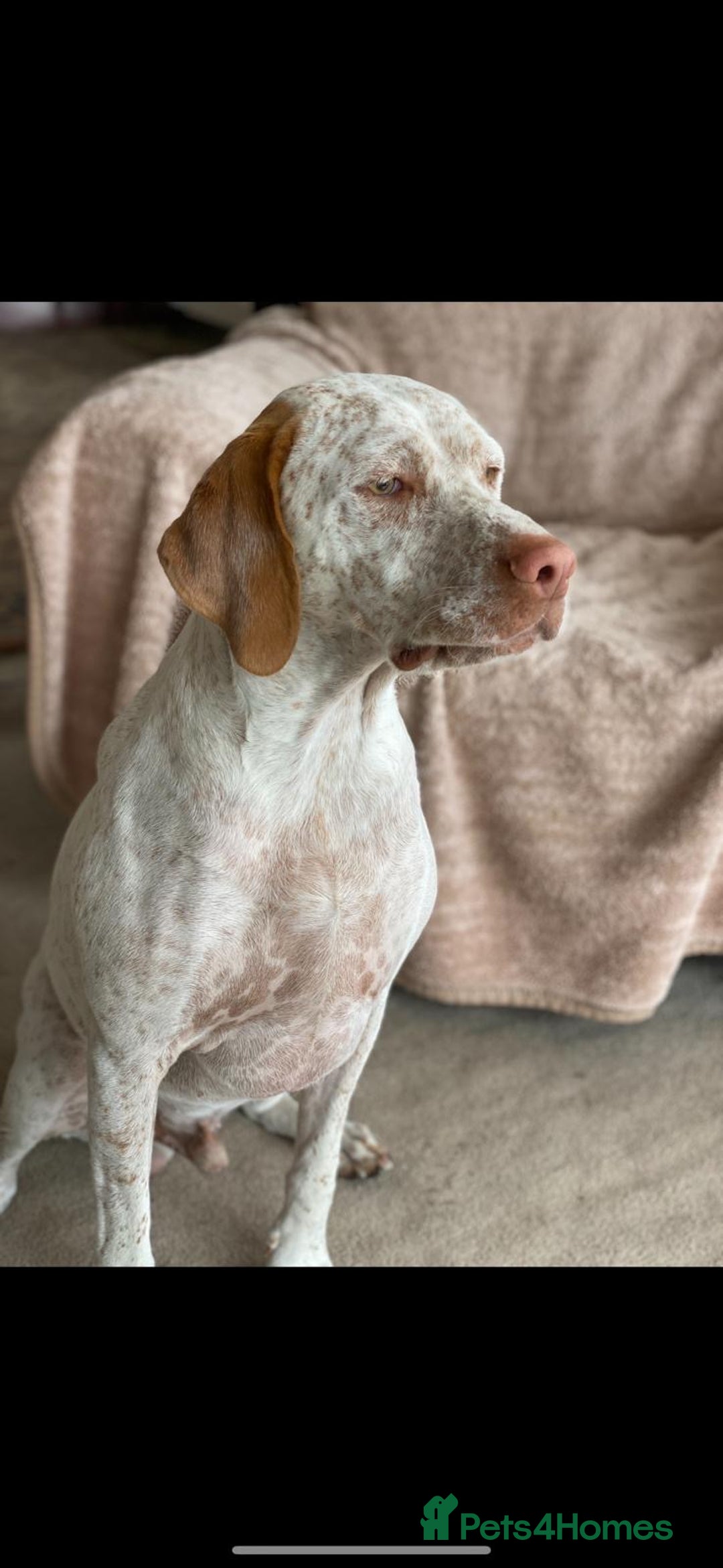 German Shorthaired Pointer dogs for sale: Braque Du Bourbonnais 🇫🇷 French Pointer - Image 5
