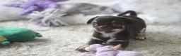 Chihuahua dogs for sale: OUTSTANDING QUALITY CHIHUAHUA PUPPIES 🐶🤎 - Advert 3