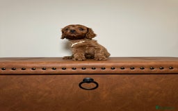 Cavapoo dogs for sale: F1 Cavapoo puppies.  - Image 4