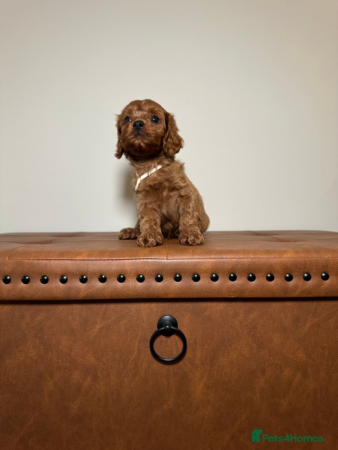 Cavapoo dogs for sale: F1 Cavapoo puppies.  - Image 4