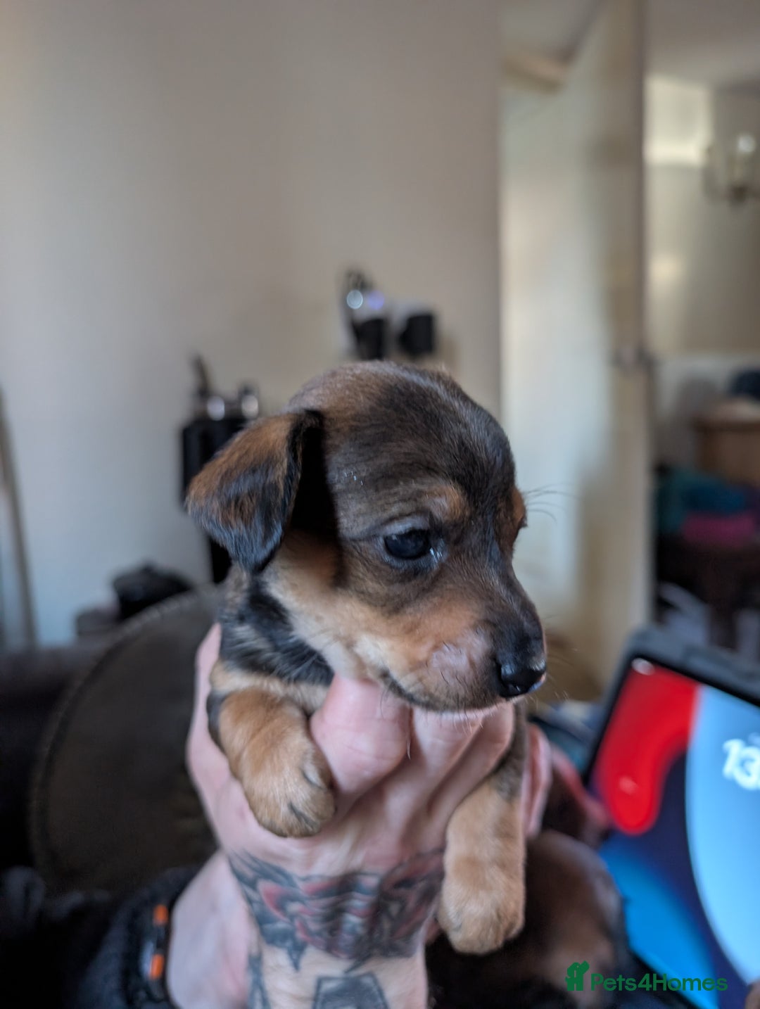 Mixed Breed dogs for sale: Dachshund X Jack Russel hybrid puppies  - Advert 10