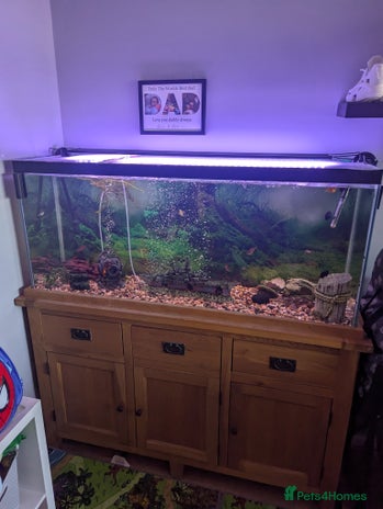 Other/Mixed Breed fish - Advert 8