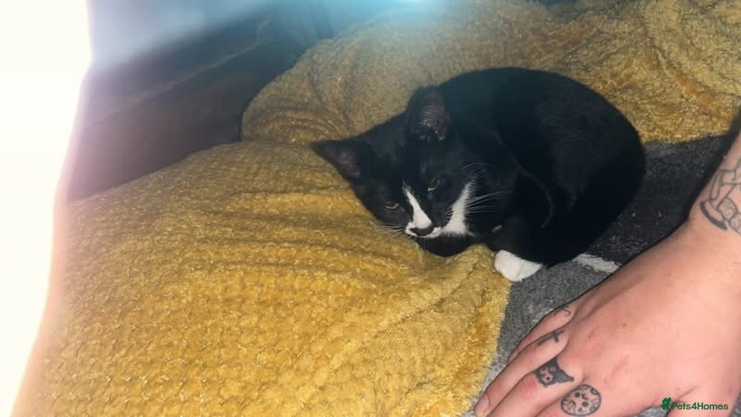 Mixed Breed cats for sale: Kitten for sale - Advert 2