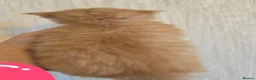 Maine Coon cats for sale: Red Maine Coon XXL Kittens - Advert 7