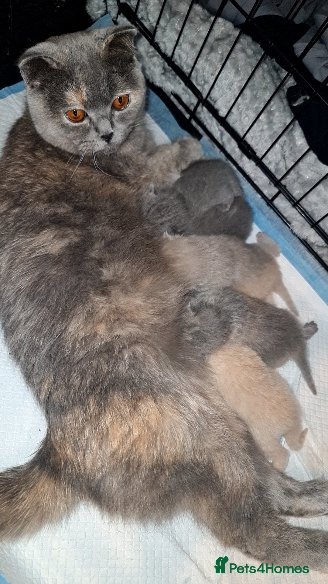 British Shorthair cats British shorthair/Scottish fold babies - Advert 5