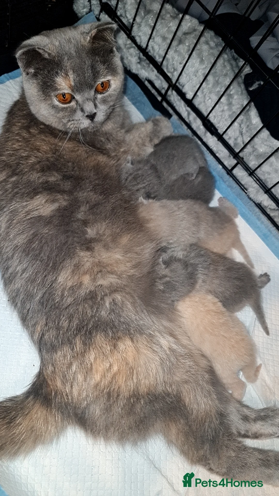 British Shorthair cats for sale: British shorthair/Scottish fold babies - Advert 1