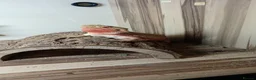 Bearded Dragon reptiles for sale:  female  red hypo Bearded dragon - Advert 1