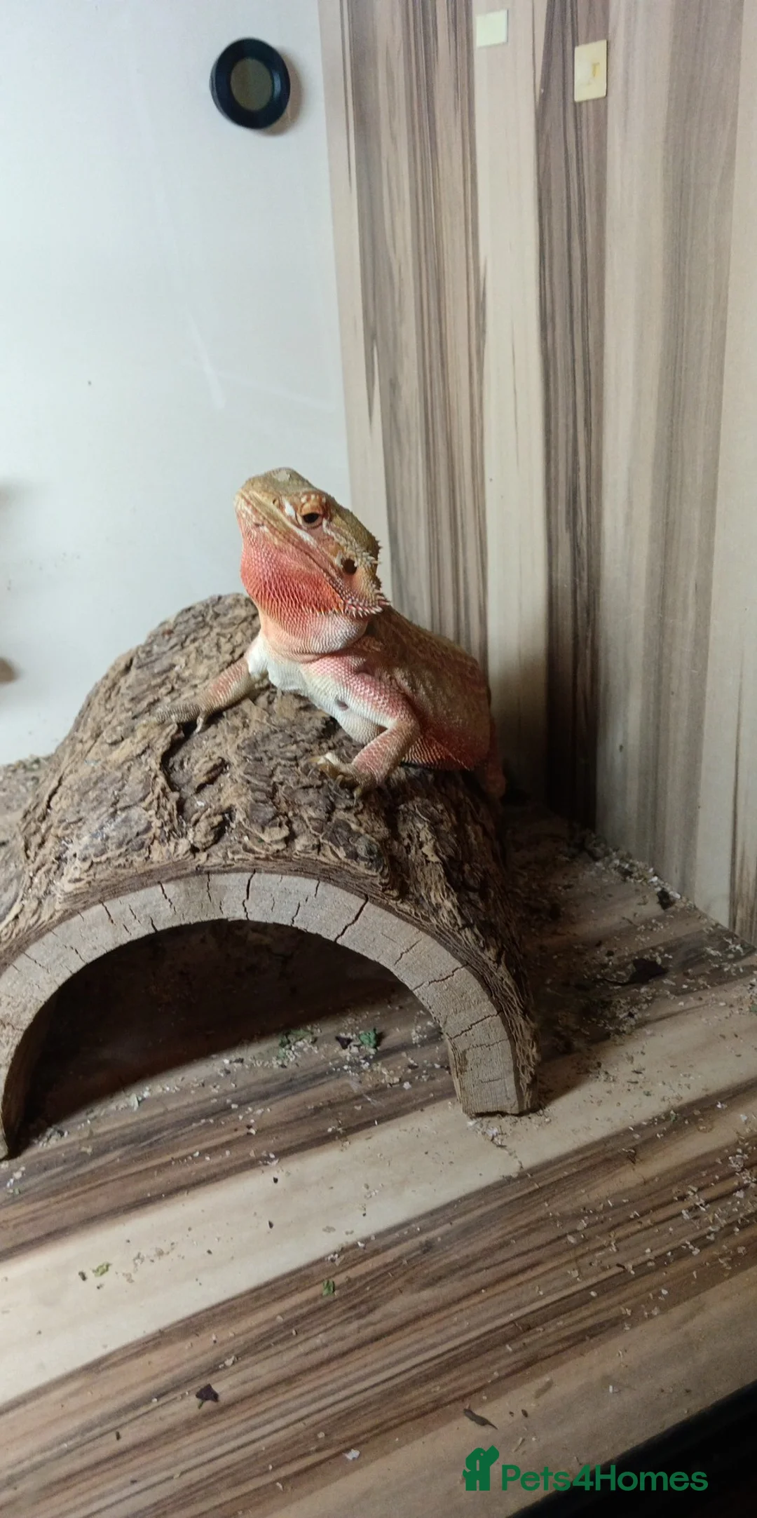 Bearded Dragon reptiles for sale:  female  red hypo Bearded dragon - Advert 1