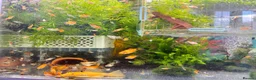 Platies fish for sale: small Platy, Guppy,shrimps &Bristlenose Pleco  - Advert 28