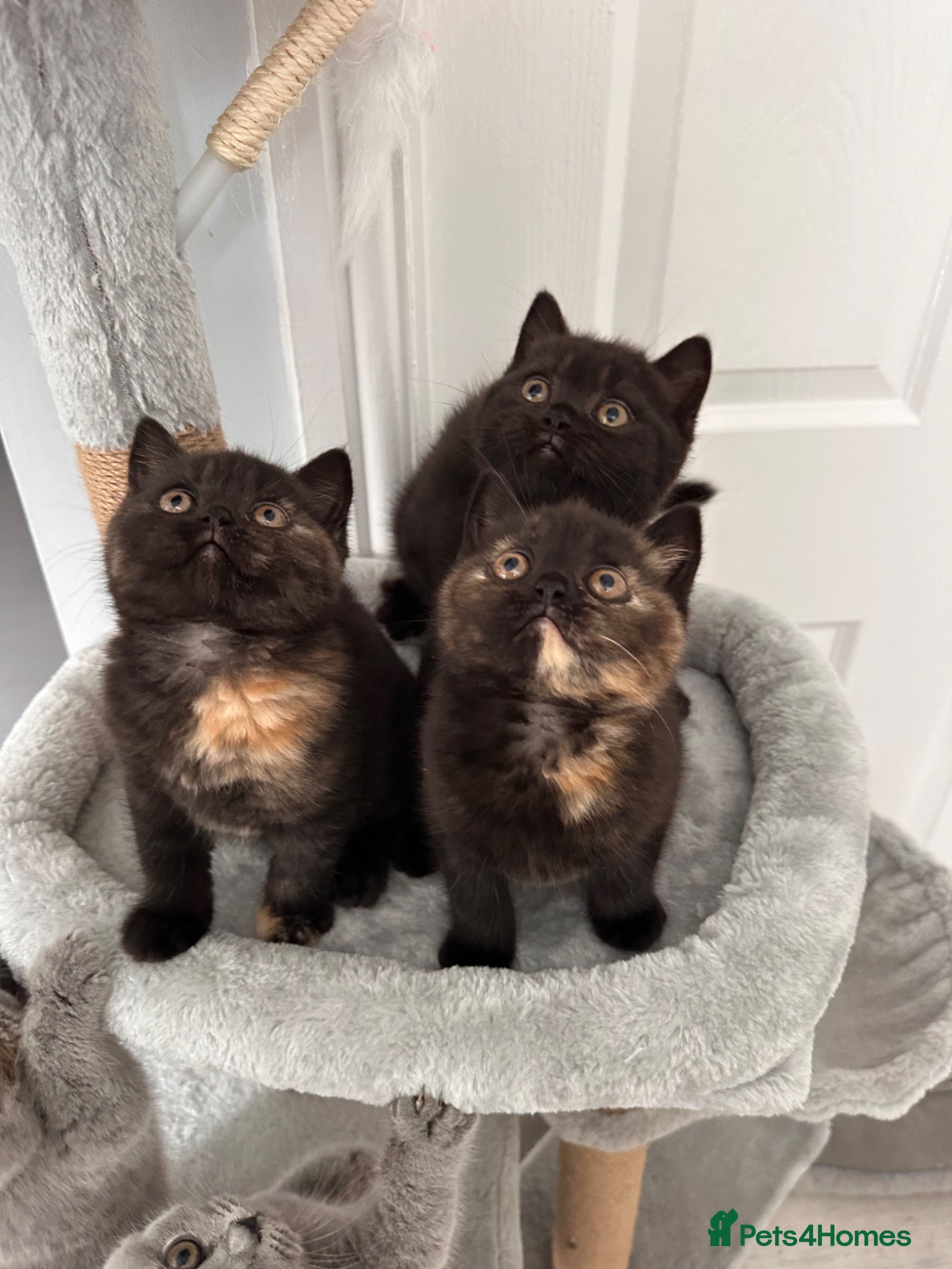 British Shorthair cats Gccf registered pedigree British Shorthair kittend - Advert 1