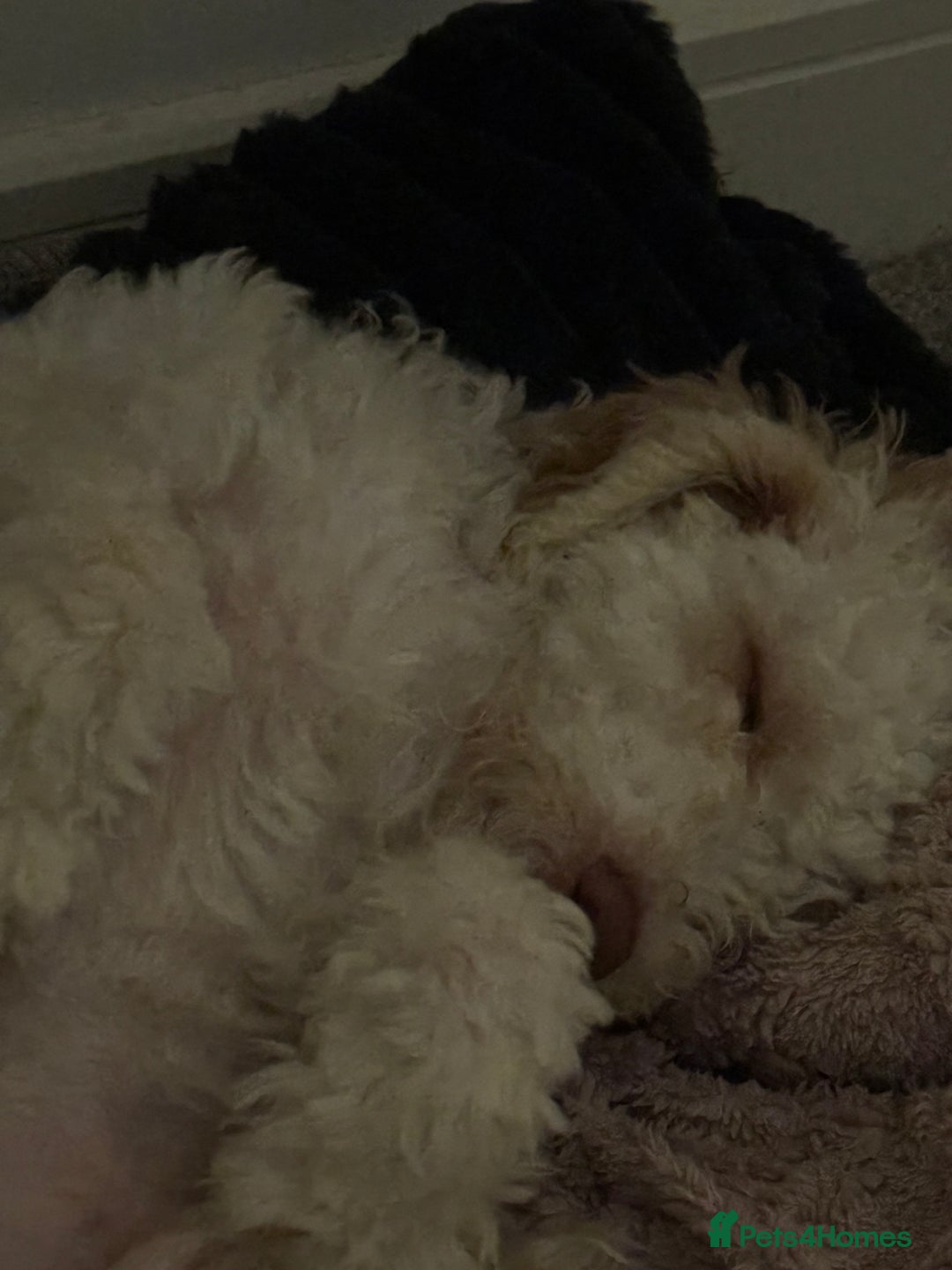 Cockapoo dogs for sale: Male cockapoo 7 months old - Advert 2