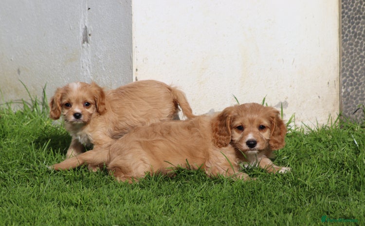 Cavapoo dogs - Advert 1