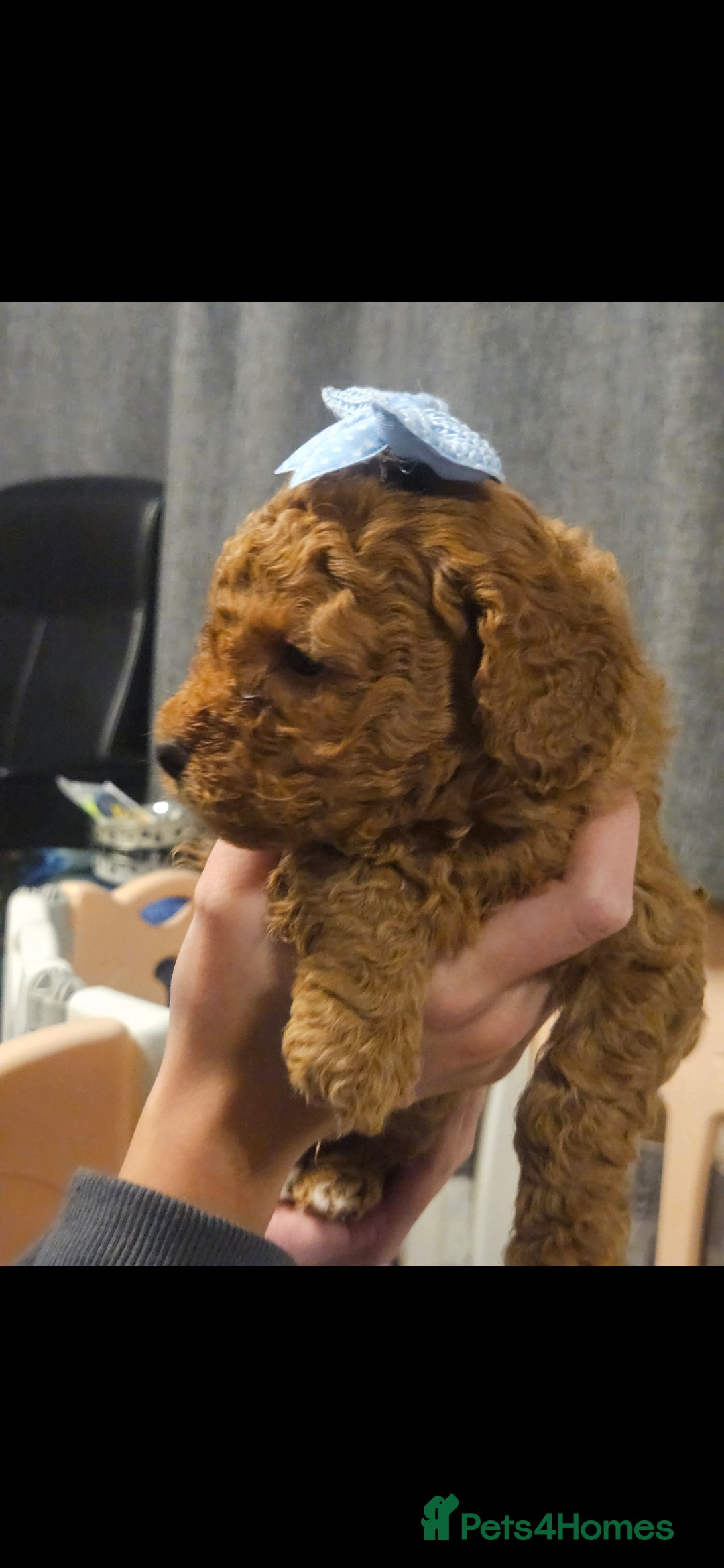 Cavapoo dogs for sale: 4 cavapoo pups  - Advert 2