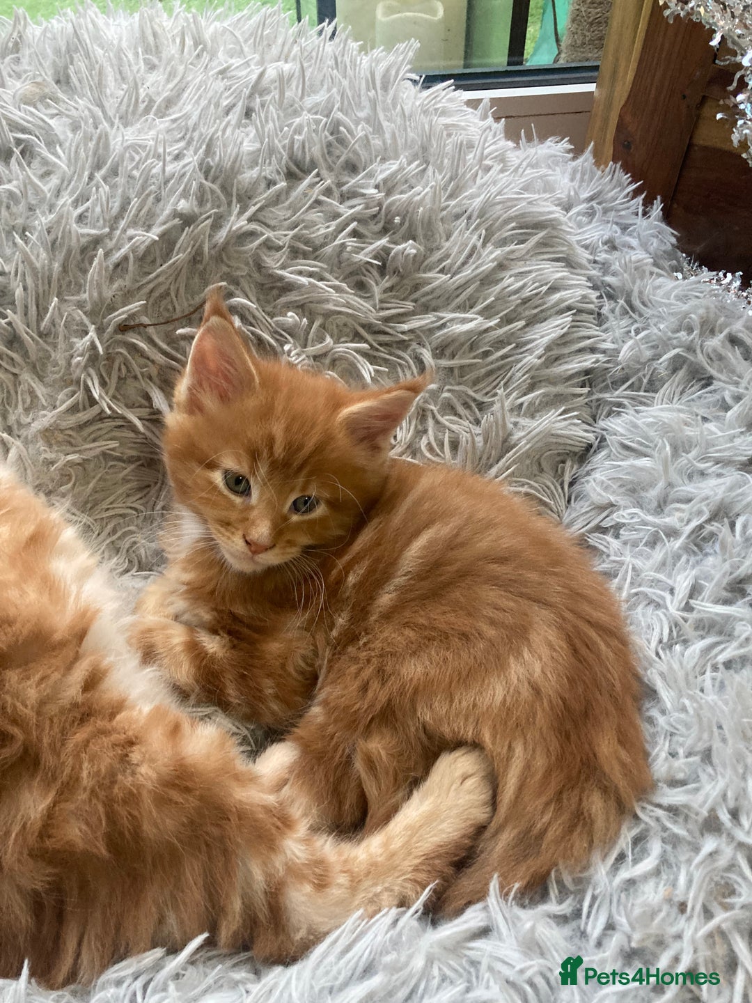 Maine Coon cats for sale: Ready now Beautiful chunky Maine coon kittens - Advert 17