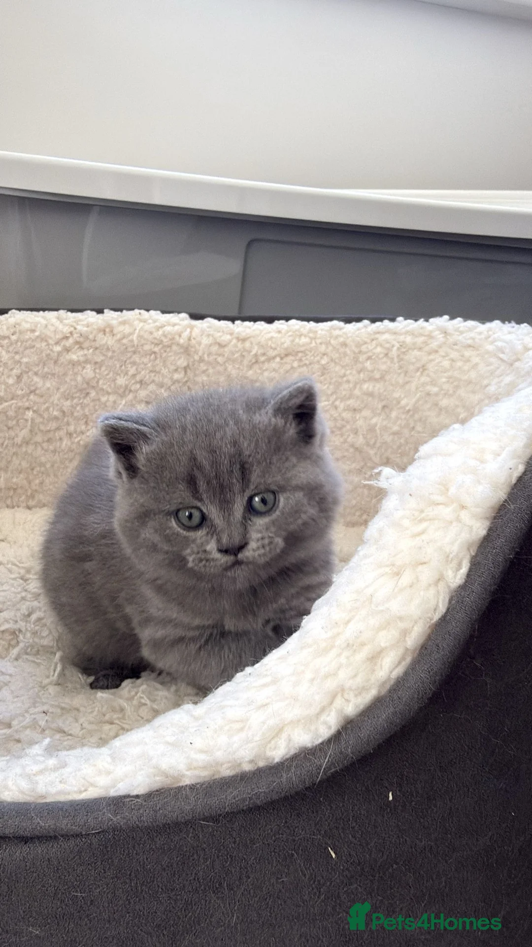 Scottish Fold cats for sale: Beautiful Scottish Fold Kittens in Bognor Regis - Advert 2